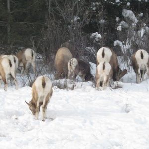 Meet your Posher, Vesna